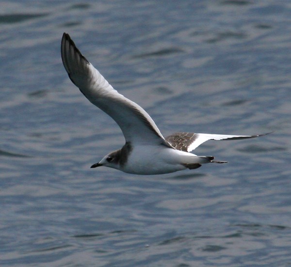 Sabine's Gull
